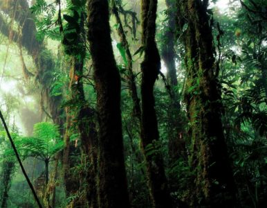 A Importância da Biodiversidade