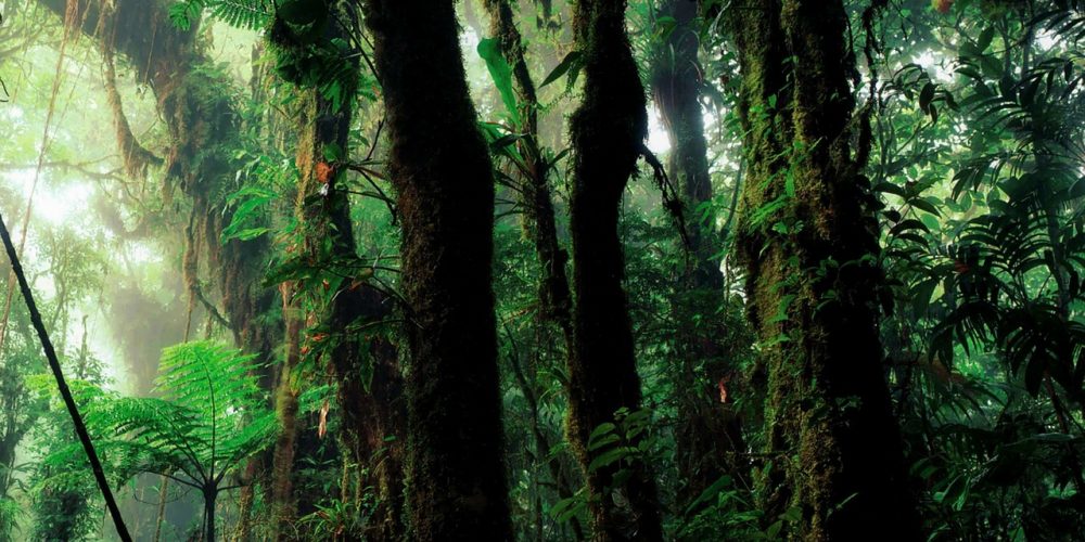 rain-forest-112172_1280